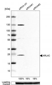 Anti-ARL4C antibody produced in rabbit 