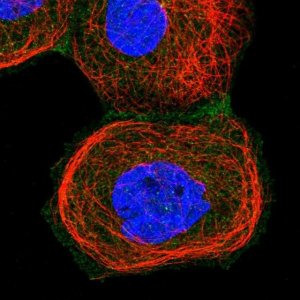 Anti-ARL4C antibody produced in rabbit 