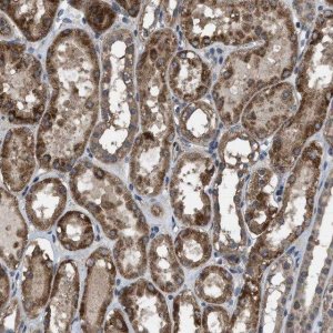 Anti-ARL6 antibody produced in rabbit 
