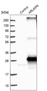 Anti-ARL6IP6 antibody produced in rabbit 