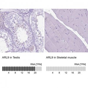 Anti-ARL9 antibody produced in rabbit 