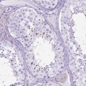Anti-ARL9 antibody produced in rabbit 