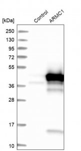 Anti-ARMC1 antibody produced in rabbit 