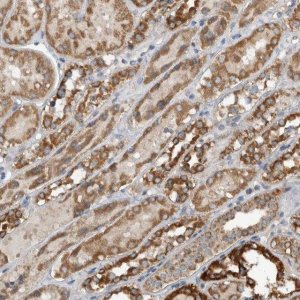Anti-ARMC1 antibody produced in rabbit 