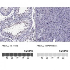 Anti-ARMC2 antibody produced in rabbit 