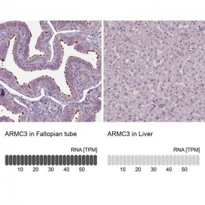 Anti-ARMC3 antibody produced in rabbit 