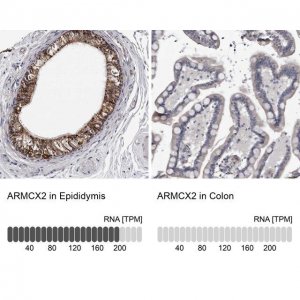 Anti-ARMCX2 antibody produced in rabbit 