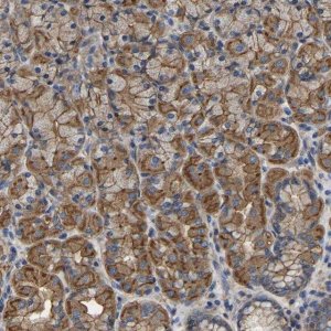 Anti-ARMT1 antibody produced in rabbit HPA005819-100UL