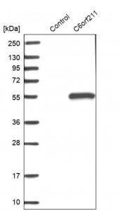 Anti-ARMT1 antibody produced in rabbit HPA003004-100UL