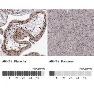 Anti-ARNT antibody produced in rabbit 