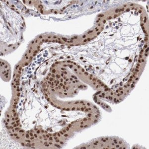 Anti-ARNT antibody produced in rabbit 