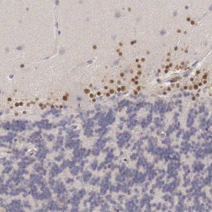 Anti-ARNT2 antibody produced in rabbit 