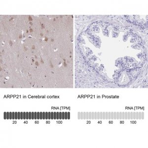 ANTI-ARPP21 antibody produced in rabbit 