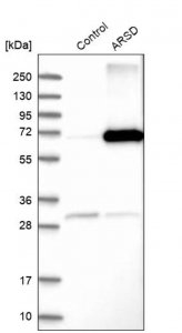 Anti-ARSD antibody produced in rabbit HPA004694-100UL