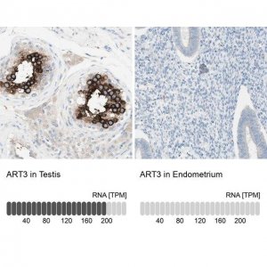 Anti-ART3 antibody produced in rabbit 