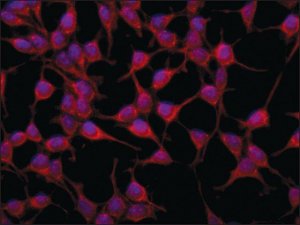 Anti-AS160 (C-terminal region) antibody produced in rabbit 