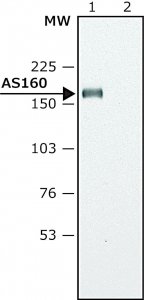 Anti-AS160 (C-terminal region) antibody produced in rabbit 