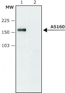 Anti-AS160 antibody produced in rabbit 