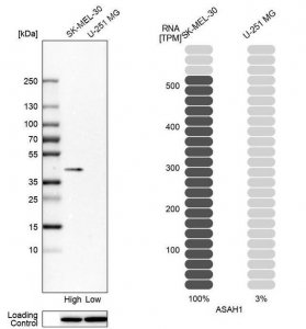 Anti-ASAH1 antibody produced in rabbit HPA005468-100UL