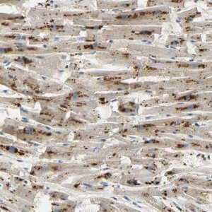 Anti-ASAH1 antibody produced in rabbit HPA005468-100UL