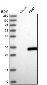 Anti-ASB7 antibody produced in rabbit 