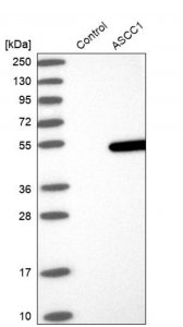 Anti-ASCC1 antibody produced in rabbit HPA038038-100UL