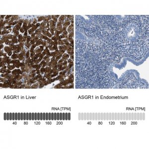Anti-ASGR1 antibody produced in rabbit 