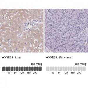 Anti-ASGR2 antibody produced in rabbit 