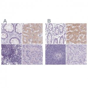 Anti-ASGR2 antibody produced in rabbit 