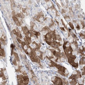 Anti-ASNS antibody produced in rabbit 