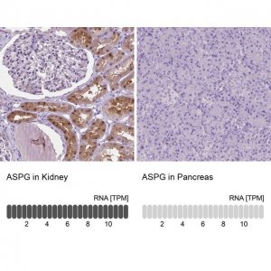 Anti-ASPG antibody produced in rabbit HPA069761-100UL