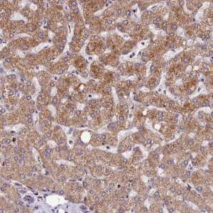 Anti-ASPHD1 antibody produced in rabbit 