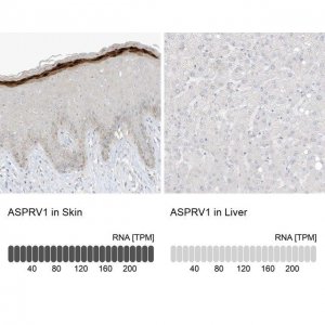 Anti-ASPRV1 antibody produced in rabbit 