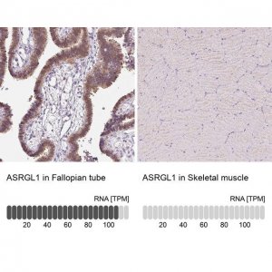 Anti-ASRGL1 antibody produced in rabbit 