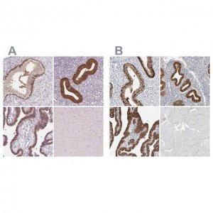 Anti-ASRGL1 antibody produced in rabbit 