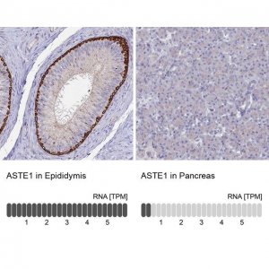 Anti-ASTE1 antibody produced in rabbit 