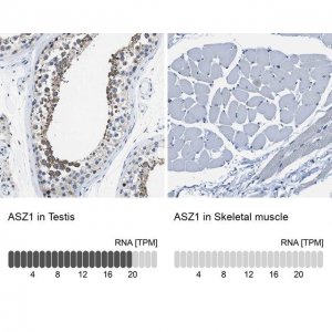 Anti-ASZ1 antibody produced in rabbit 