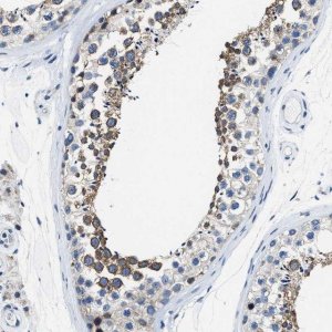 Anti-ASZ1 antibody produced in rabbit 