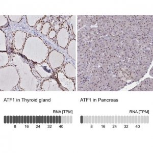 Anti-ATF1 antibody produced in rabbit HPA055069-100UL