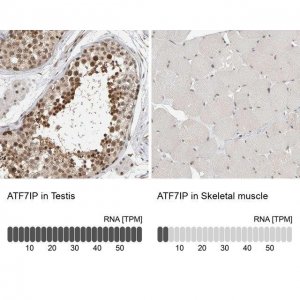 Anti-ATF7IP antibody produced in rabbit 