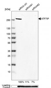 Anti-ATF7IP antibody produced in rabbit 