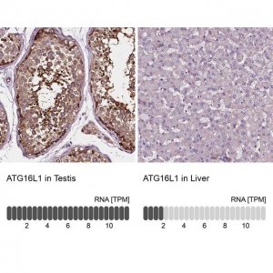 Anti-ATG16L1 antibody produced in rabbit 