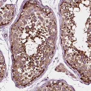 Anti-ATG16L1 antibody produced in rabbit 