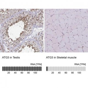 Anti-ATG3 antibody produced in rabbit 