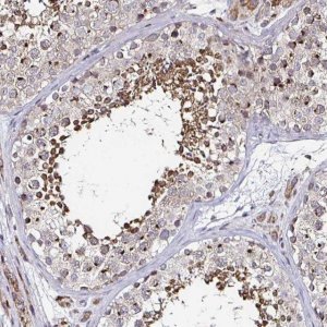 Anti-ATG3 antibody produced in rabbit 