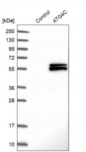 Anti-ATG4C antibody produced in rabbit HPA007049-100UL