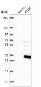Anti-ATG5 antibody produced in rabbit 