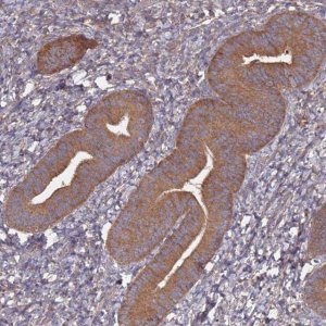 Anti-ATG5 antibody produced in rabbit 