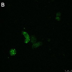 Anti-ATG8 Antibody, clone 2B11 ZooMAb Rabbit Monoclonal 
