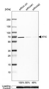 Anti-ATIC antibody produced in rabbit 